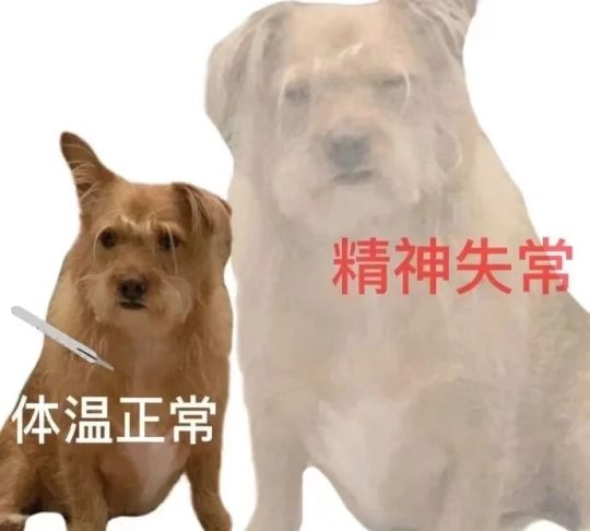 超实用的发疯表情包