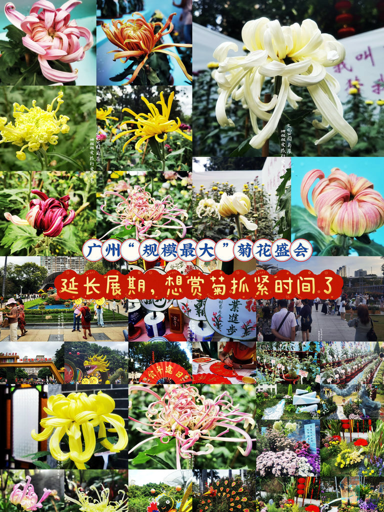 广州“规模最大”菊花盛会，延长展期，快来打卡，地铁直达免门票