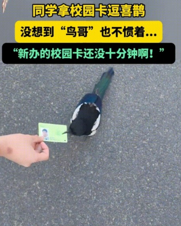 一个敢给，一个敢拿！哈尔滨一大学生在校园内遇到一只喜鹊，心生好奇想逗一逗它，随手