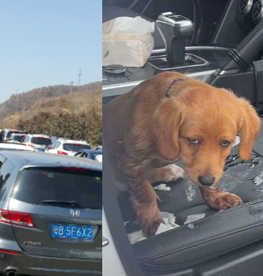 过年回家你们别堵了，狗子快顶不住啦