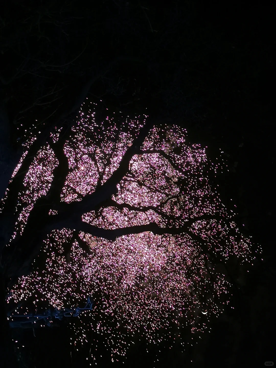 火树银花
“东风夜放花千树。更吹落、星如雨”#烟花
 #过年 #春节 #烟火是新