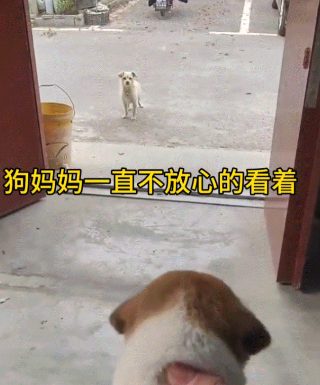江苏，一男子在家门口发现，一只流浪狗妈带着一只小狗崽守在其家门口。当狗妈看到男子
