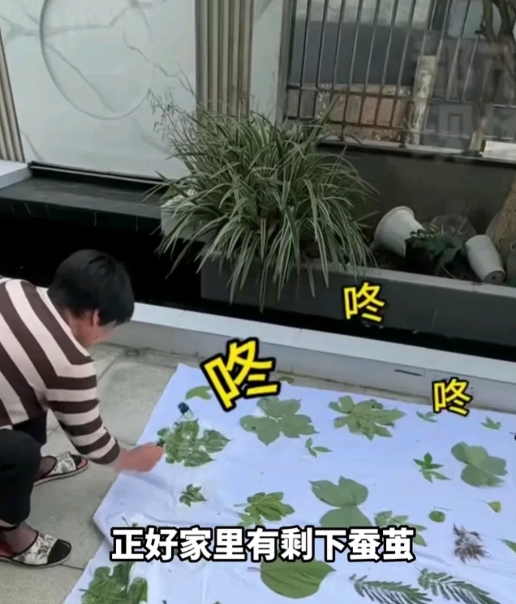 女子和妈妈上山捡秋，捡到一些好看的树叶子，正好家里有剩下的蚕茧，妈妈把蚕丝拉开，