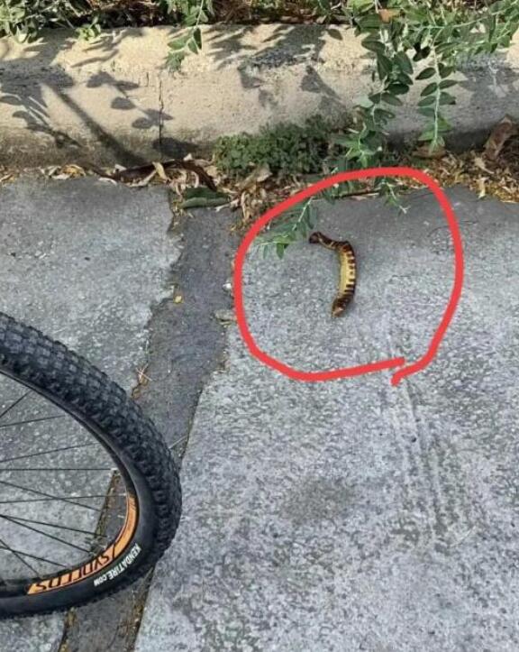 急，要被它咬了，挂什么科？