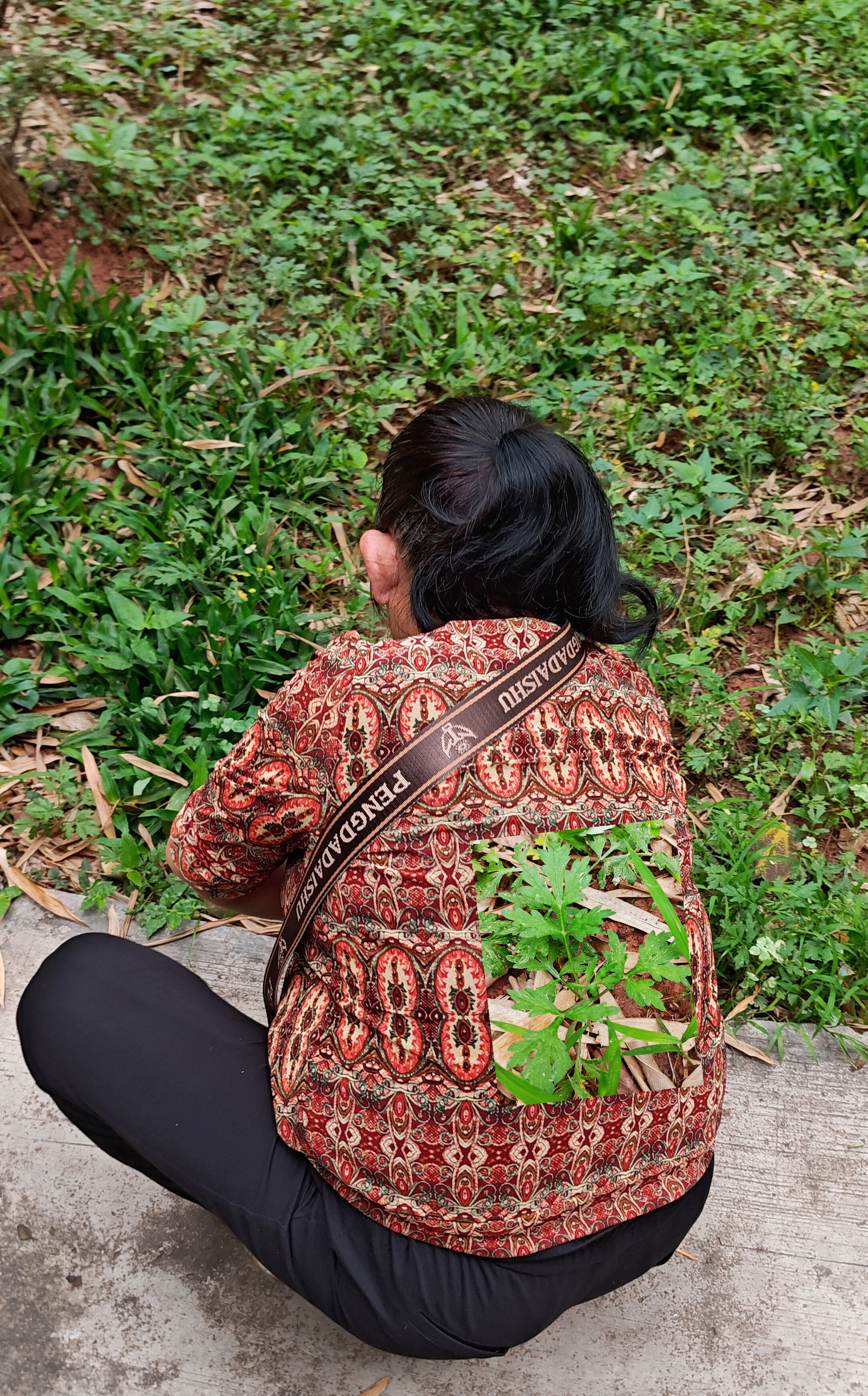 采艾花园中。端午艾口味清新，是春夏好物，不知是要制作艾饼（糍），还是滚猪杂汤/蛋