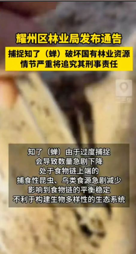 太逆天了！
陕西铜川耀州区的林业局发了个通告，说捉知了（就是蝉）算破坏国有林业资