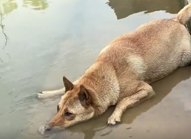 什么时候才能像它一样无忧无虑