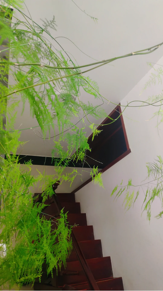 江苏一户人家，因“客厅文竹”而走红了