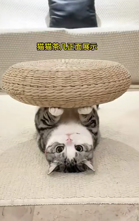 猫猫茶几来了