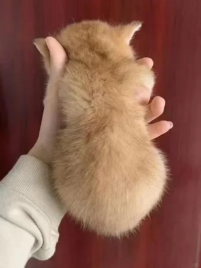 买到星期猫了，要弃养吗？
买到星期猫了，要弃养吗？
大学生实习，特备想养猫。从猫