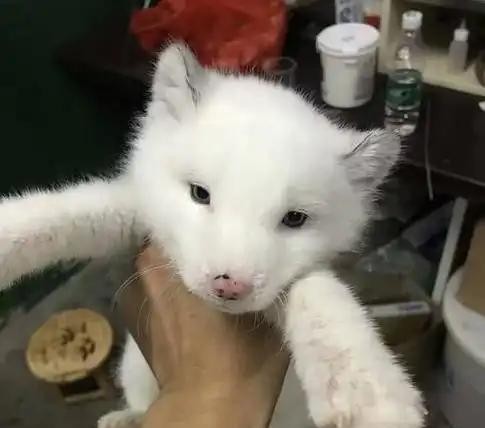 为什么中国人不养狐狸？不仅仅是因为狐狸是保护动物，更重要的是这点！

狐狸在中国