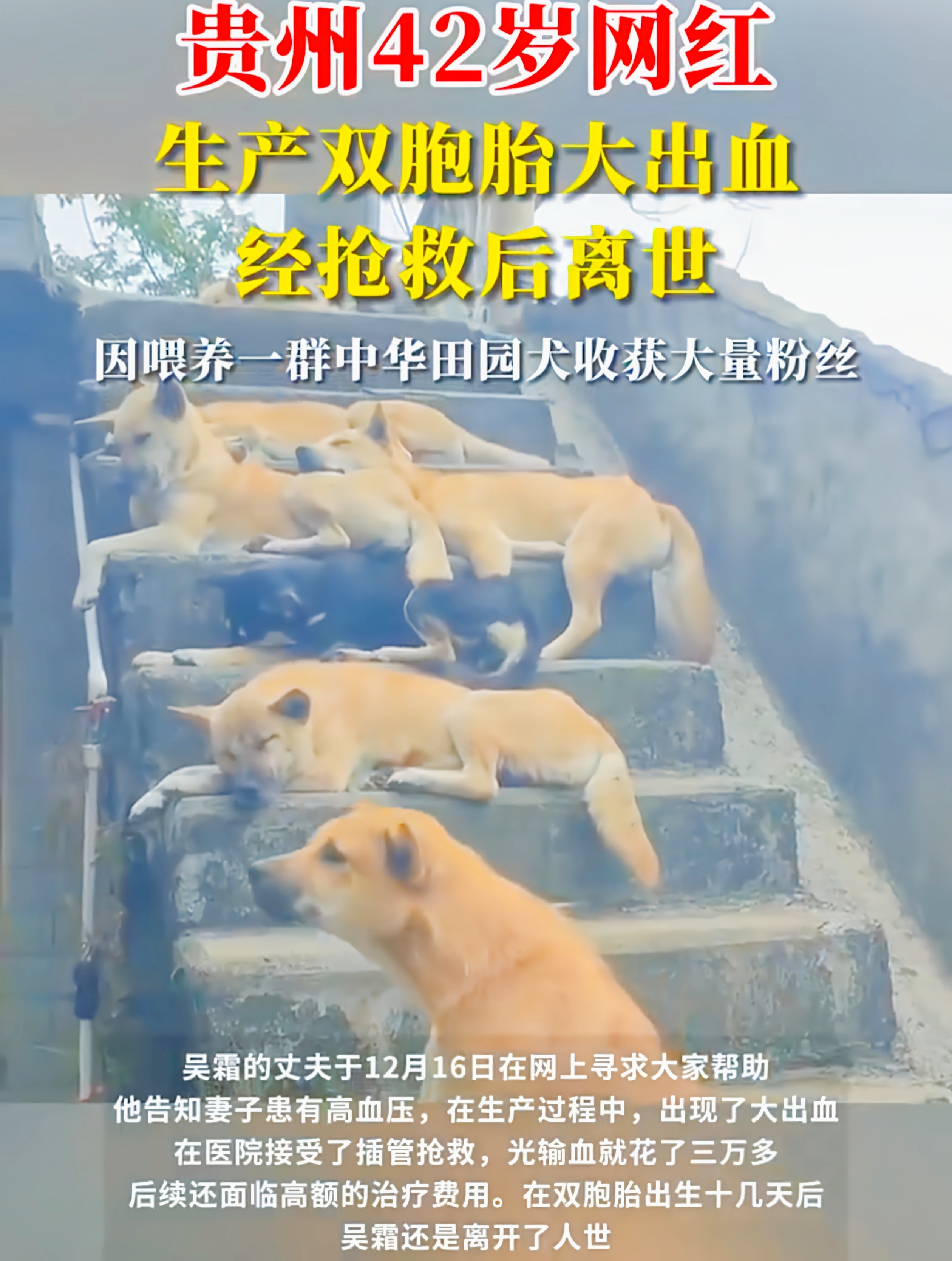 网红“吴霜”的生命绝响：田园梦碎，爱与痛的交织