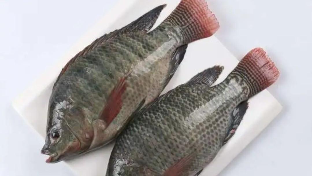我国泛滥成灾，被称“垃圾鱼”，臭水沟里能活，却是美国人餐桌上的美食