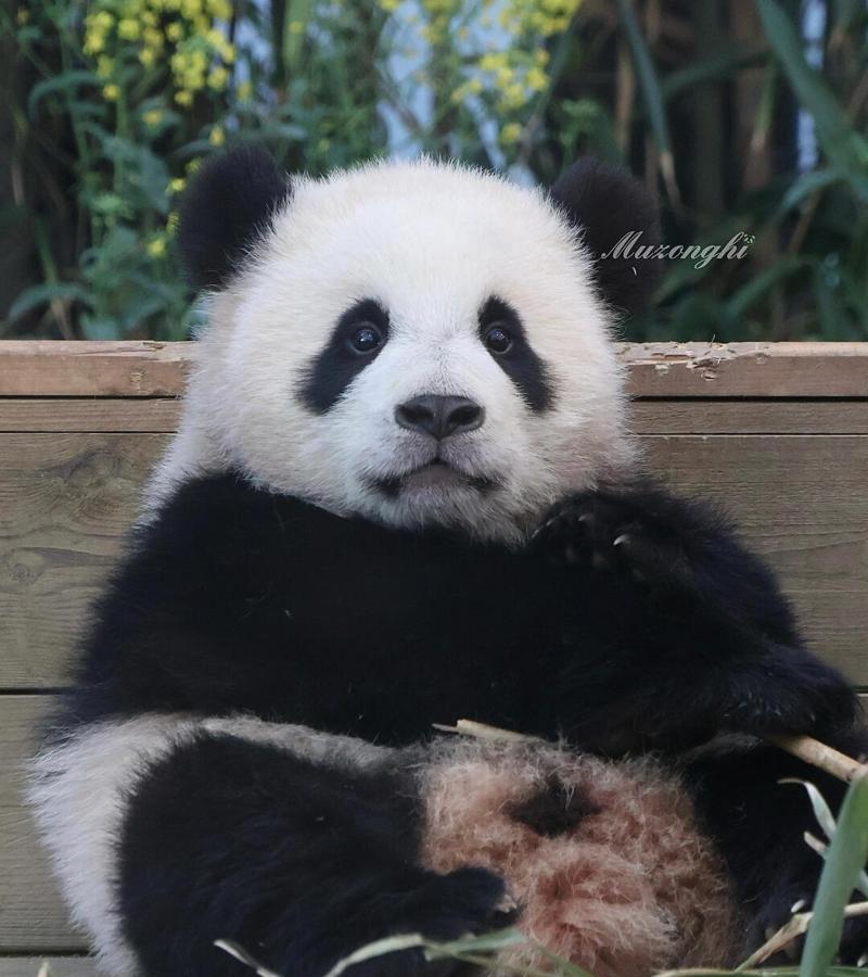 坐在同一位置的辉宝，真的看得出来宝宝暴风成长啦，但感觉也是等比例长大的，依然那么