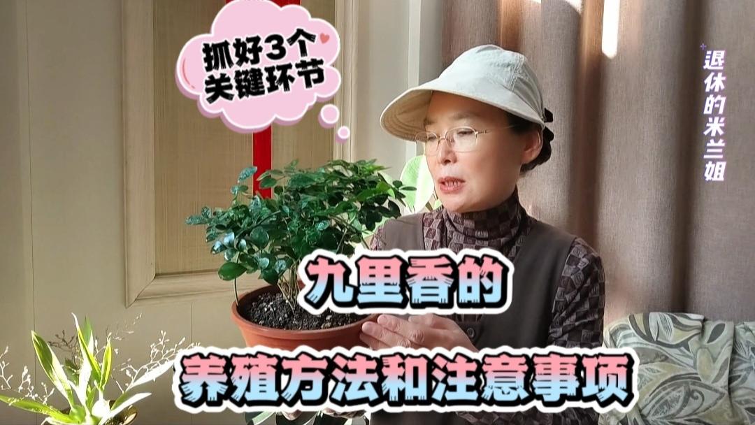 九里香的养殖方法和注意事项：抓好3个关键环节#养花小知识 #花卉绿植