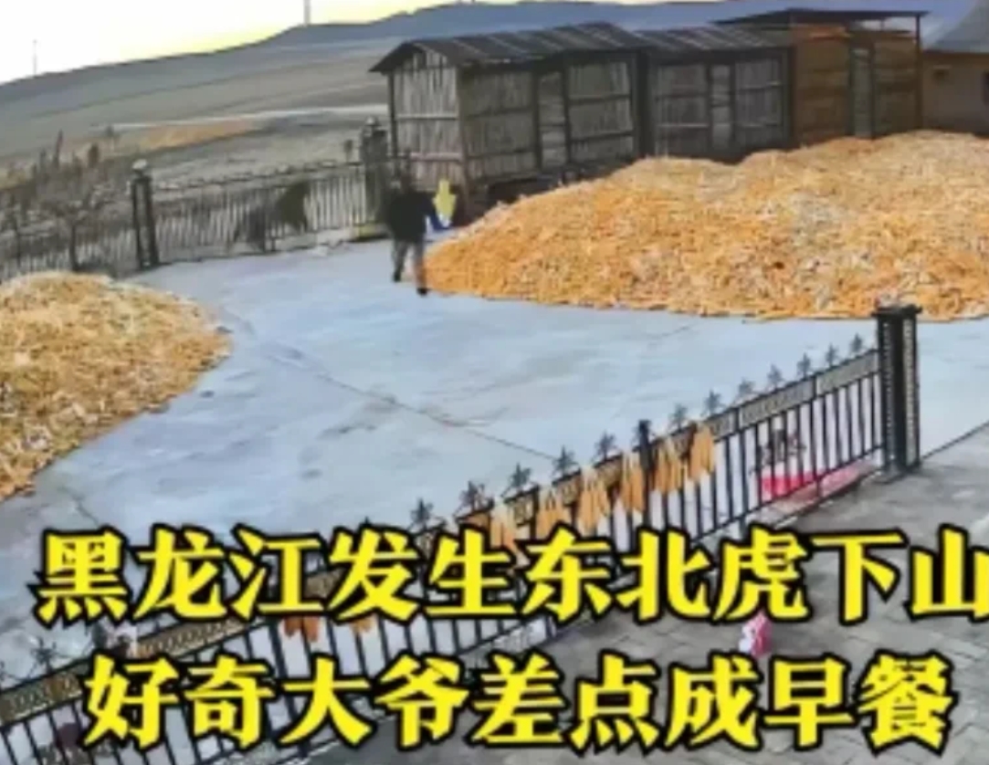 这大爷有点虎！黑龙江东北虎到处游荡，老虎在门外过，狗只惨叫一声就没声了，大爷还出