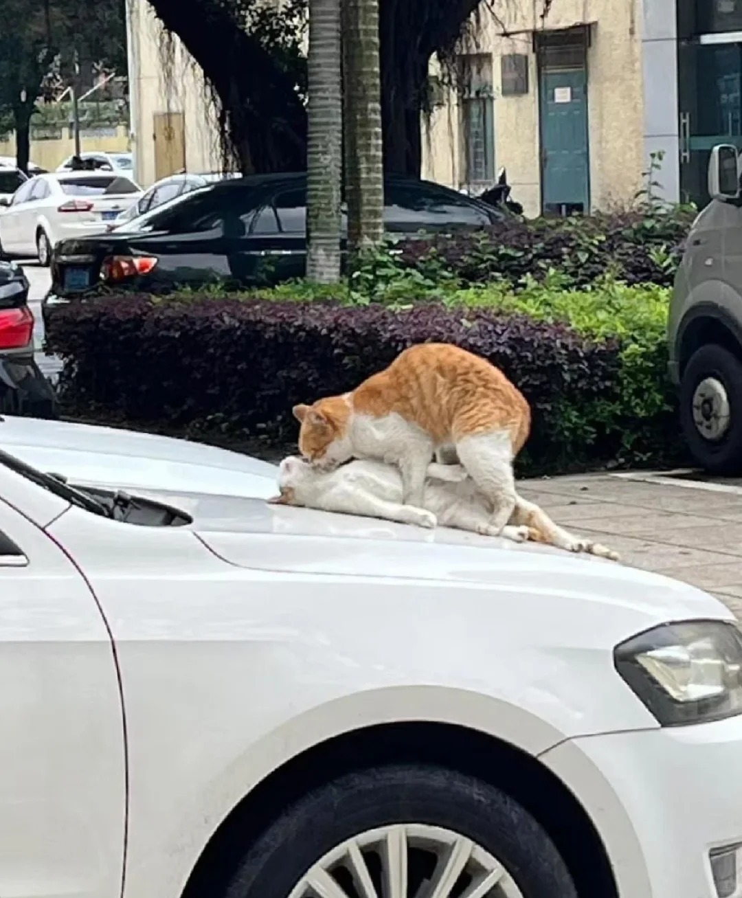 猫怎么会学会这种姿势啊啊啊 ​