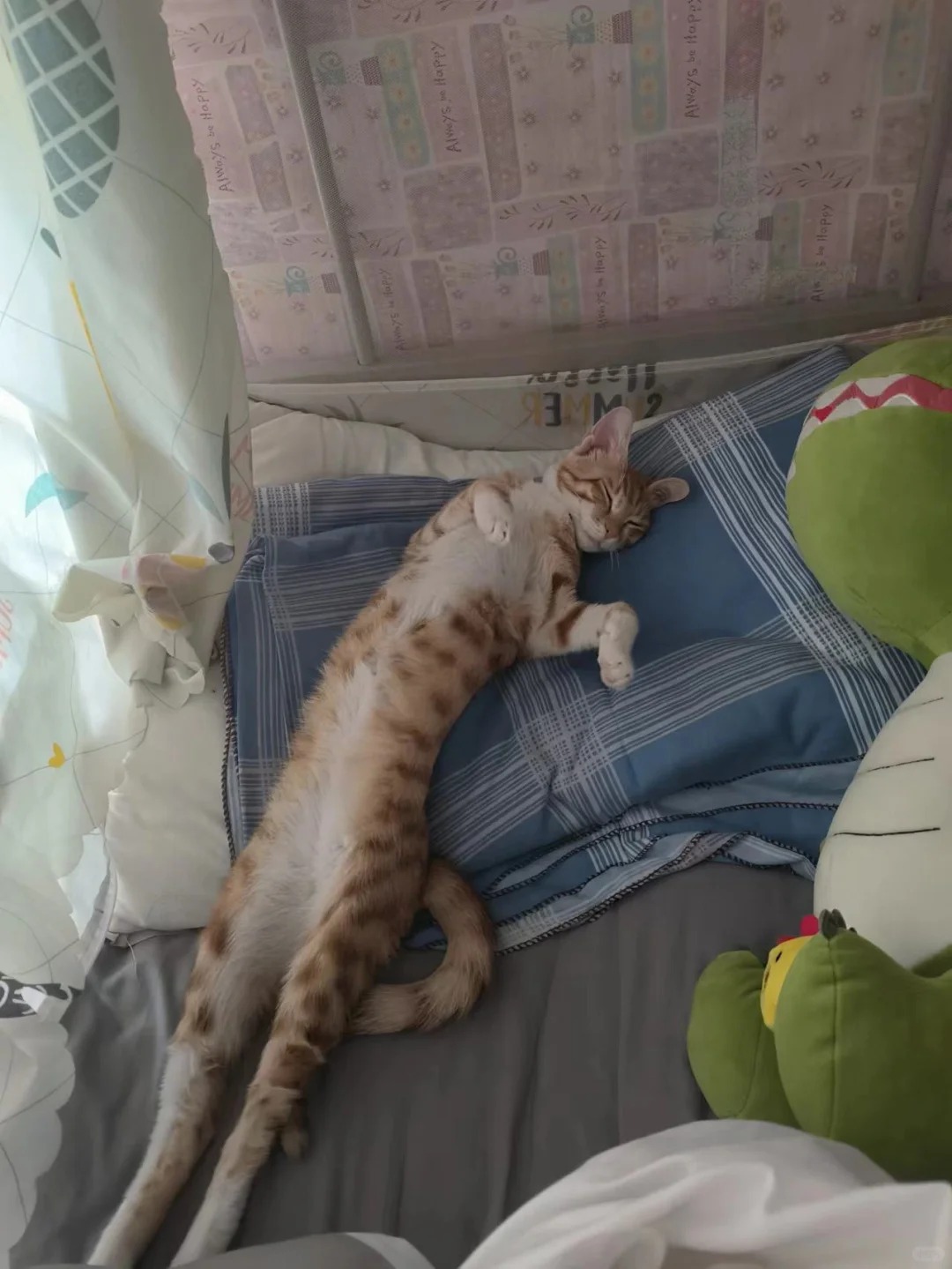 哥你起来重睡呗，你这样我咋睡
睡觉好猫这么长一条