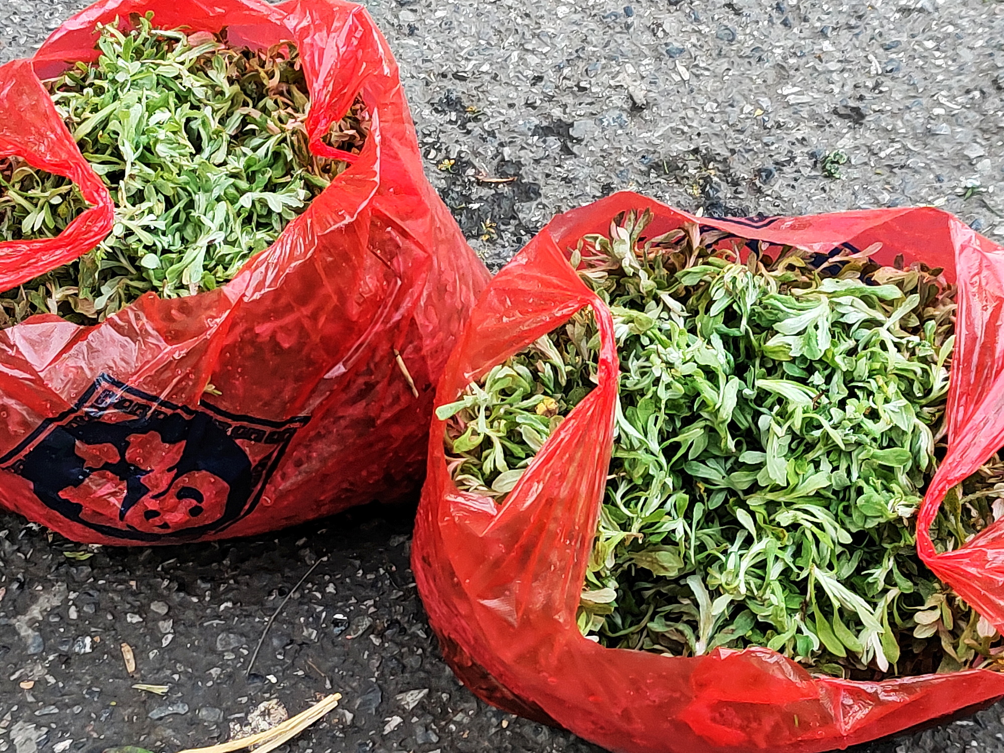 早市阿婆在卖鼠曲草，两大袋，都是很嫩很短的细芽，肯定摘了很久。但到我离开，也没人