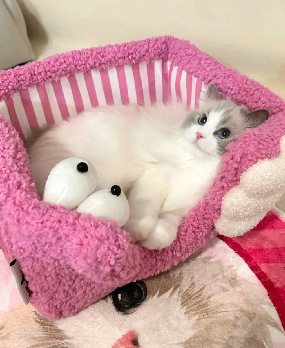喜欢粉色的小猫再坏都坏不到哪里去！