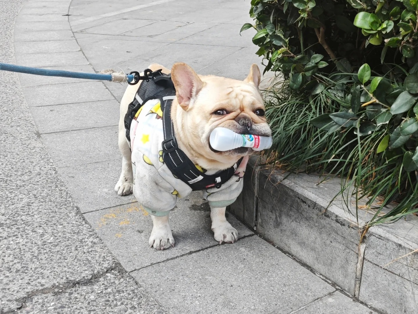 大犟种又捡破烂😠