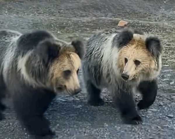一个经常从喀什到西藏定日县跑运输的网友最近遇到一件哭笑不得的事，自从他路上喂了一
