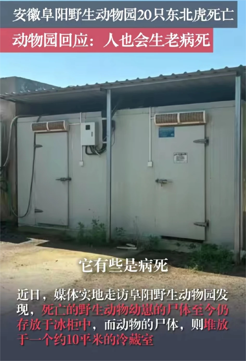 阜阳野生动物园20只东北虎死亡？太可恶了
东北虎的价值应该远大于鸟吧，况且20只