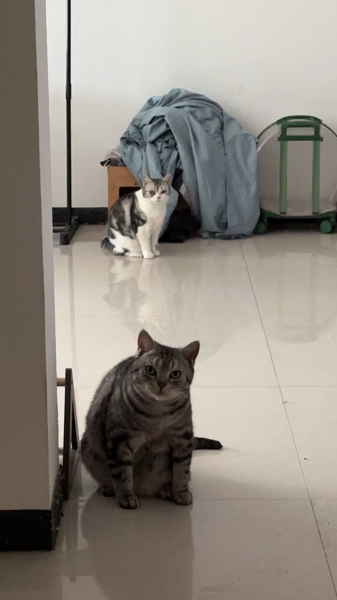 猫：我没有偷吃，别看了