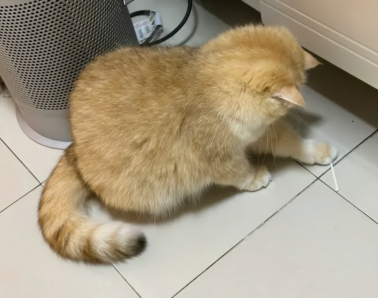 养猫八大惊喜表现，看你家猫咪中了几条？希望你家猫全有