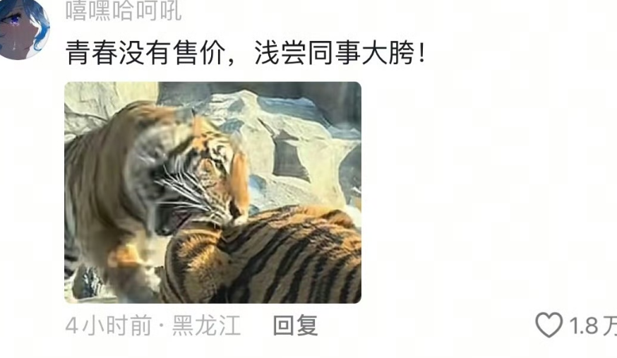 老虎:今天高低让你们值回票价