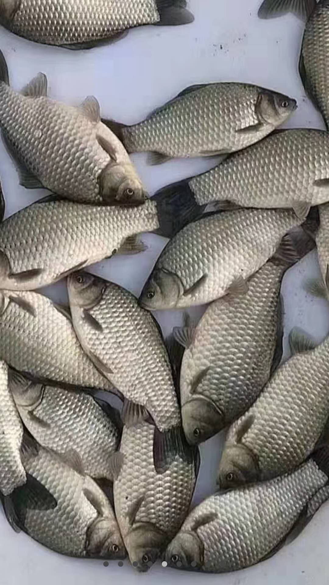 大千干烧鲫鱼