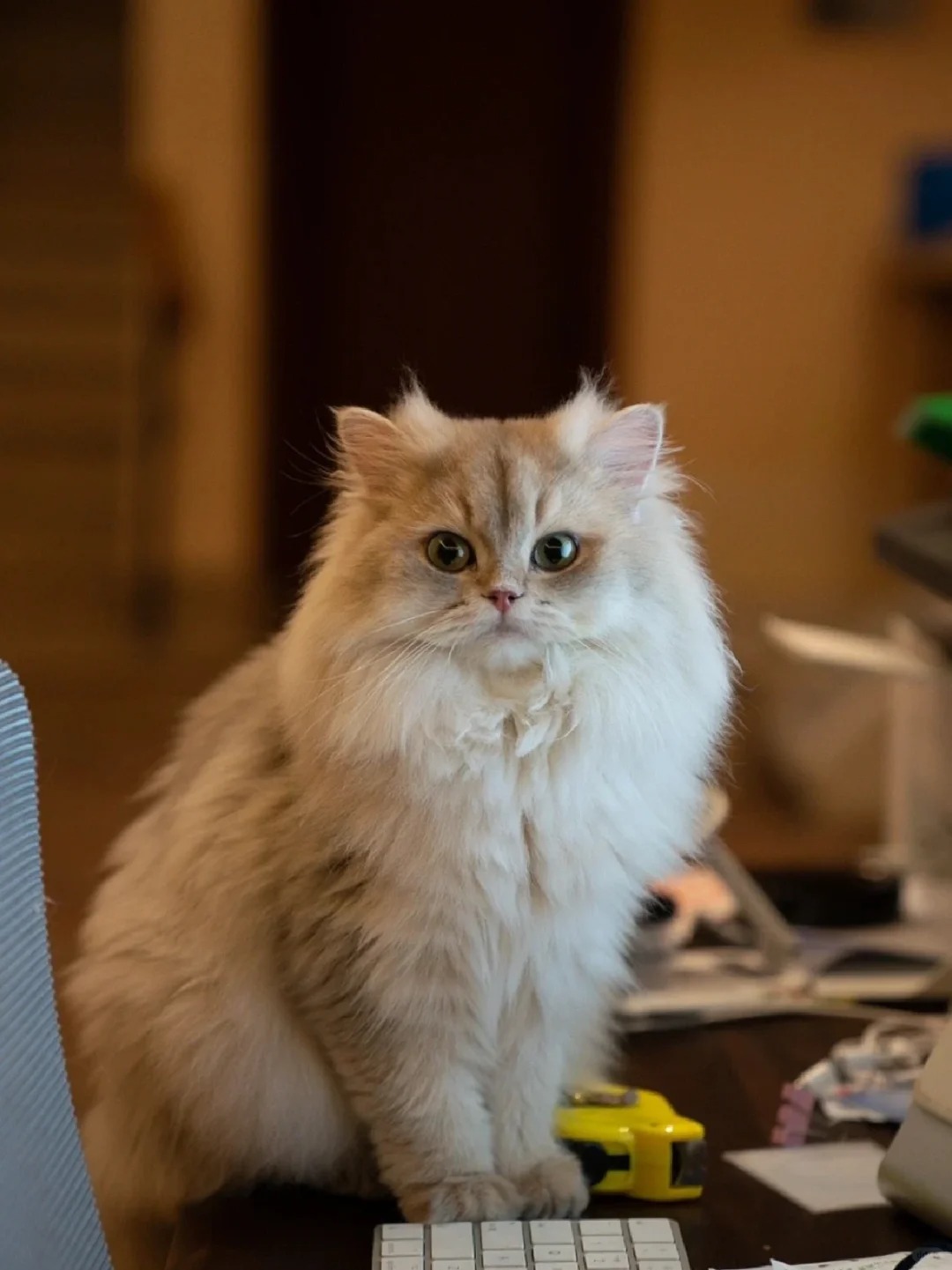 想要nana同款找猫舍还是繁育户呀
nana这种品相的猫是不是猫舍多，但是价格更