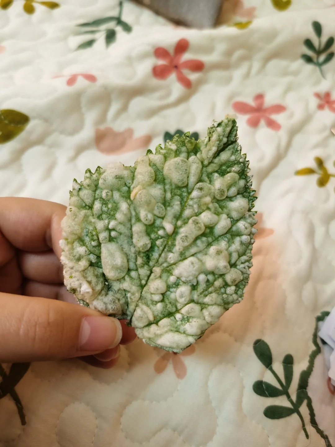 第一次吃炸树叶
干干脆脆
健康美味
脑子里只有这句广告语