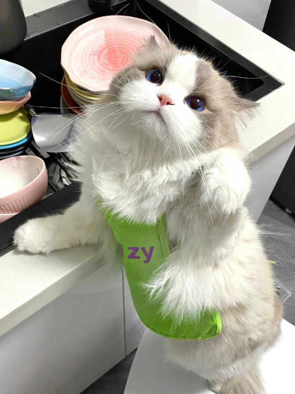 今晚谁也别想跟我抢着洗碗