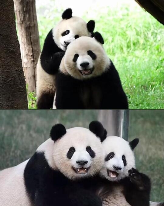 太会摆姿势拍照了吧！好温馨！
照片真的好甜呀，心里暖洋洋的！
cr萌化了的眼圈 