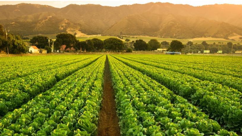 博润科技|深度剖析：农用壳寡糖市场乱象背后的真相，教你如何慧眼识珠！