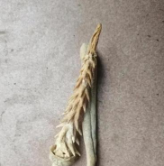 老公的酒里捞出来的，什么玩意啊？
