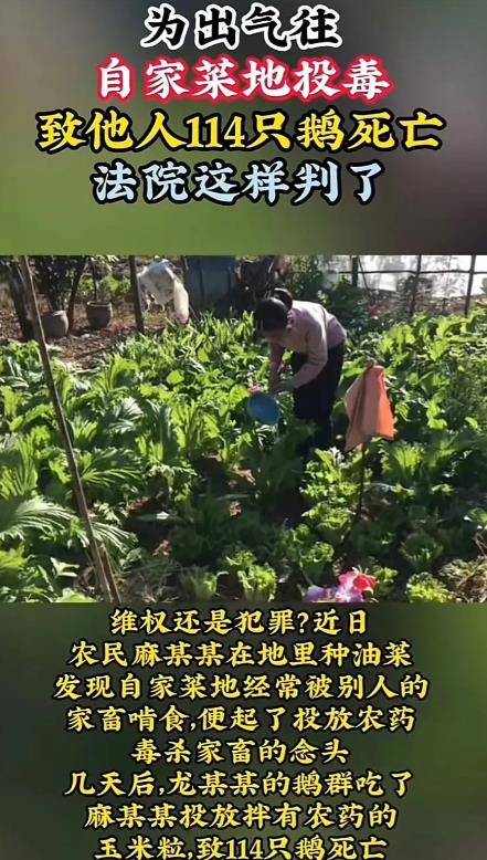 “这样下去连空气都要讹了？” 湖南，男子辛辛苦苦种的油菜，被村民家养的家畜啃食，