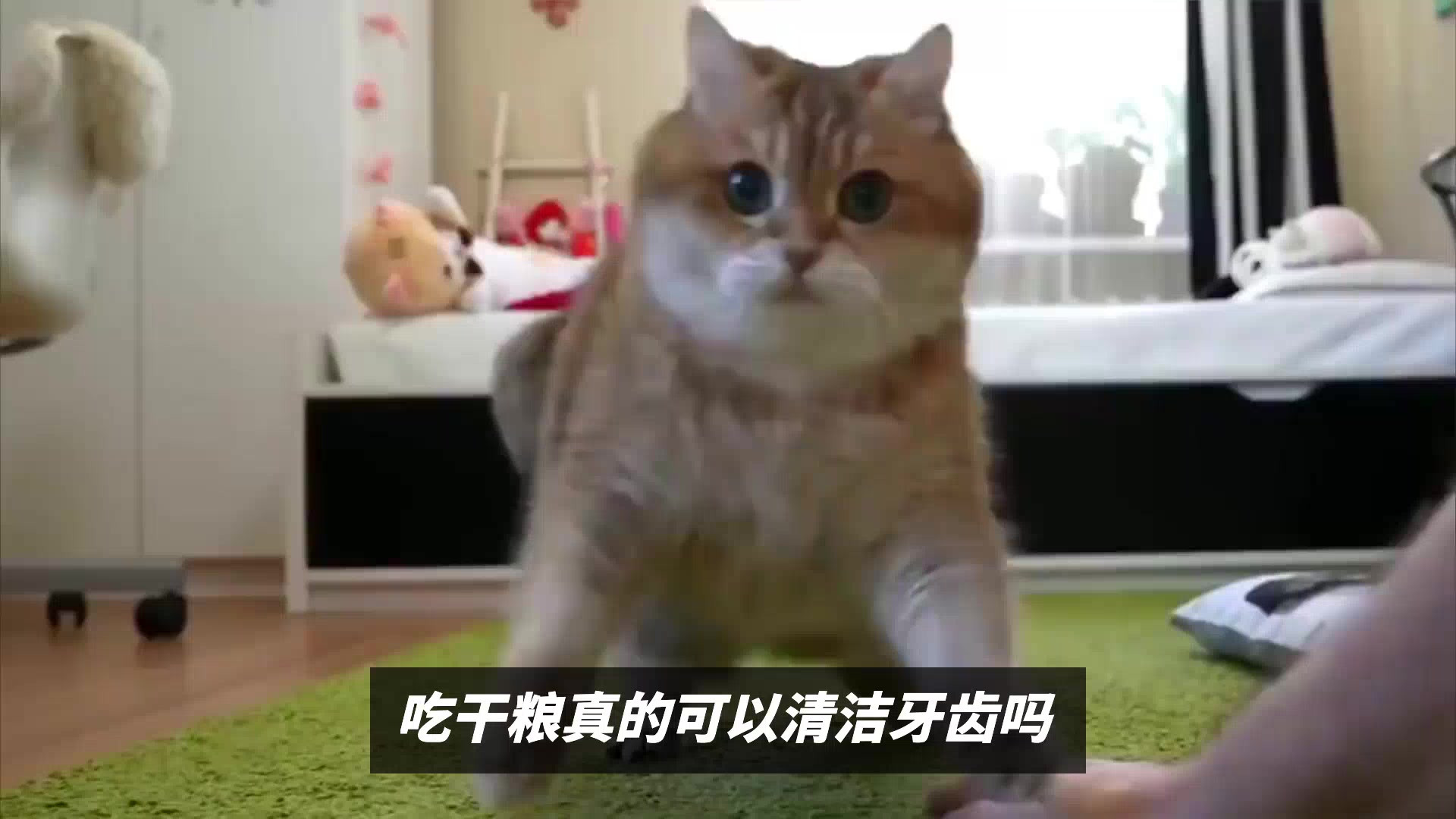 猫吃干粮就不用刷牙了吗？