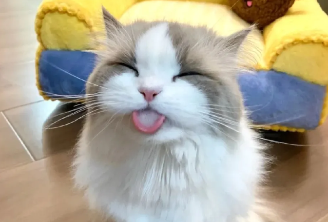 布偶猫太可爱啦，像娃娃一样！