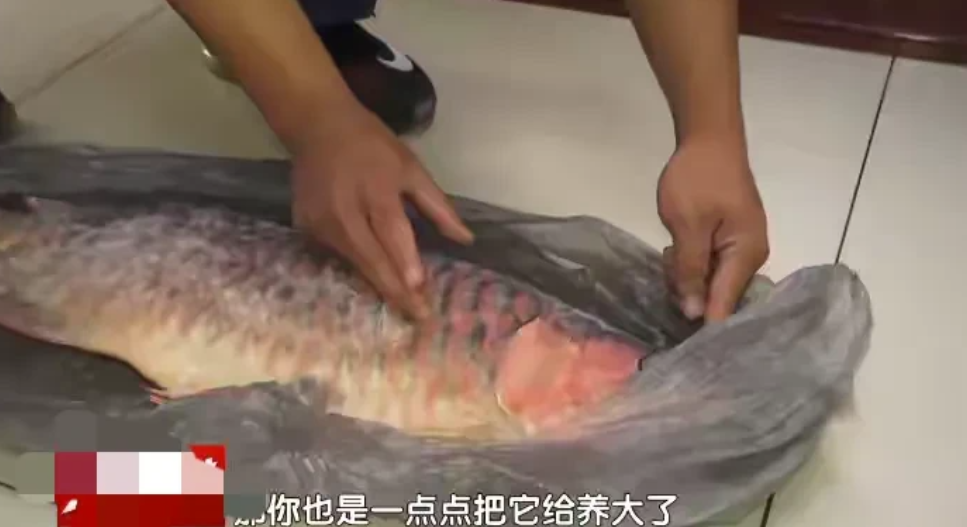 北京，男子花几十块钱买了一条红龙鱼鱼苗，经过4年的精心饲养长到了70厘米，价值也