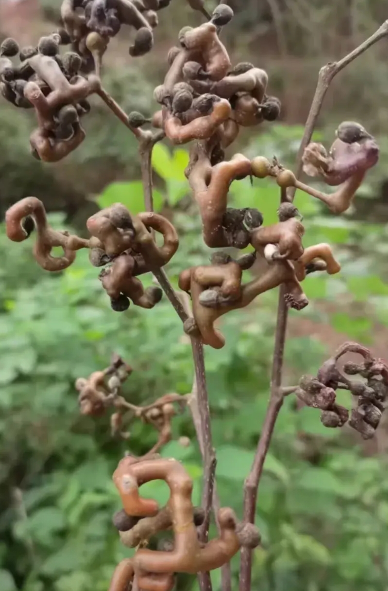 知道吗？
学生家长也都是欺软怕硬的。

比如我们年级某班的班主任白老师，
常常打