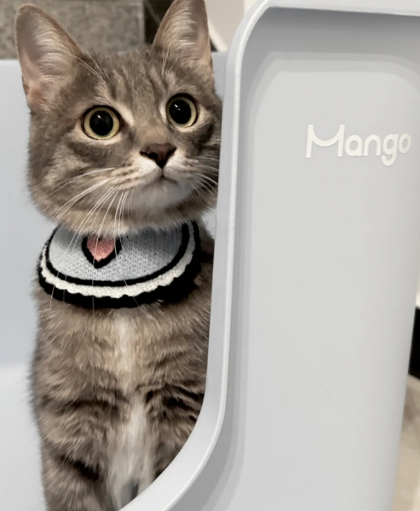 猫咪的迷惑行为