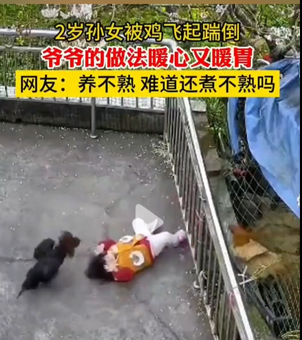 四川巴中，两岁的小女孩在院子里行走，却被爷爷养的一只黑色大公鸡飞起来踹倒，撞上栏