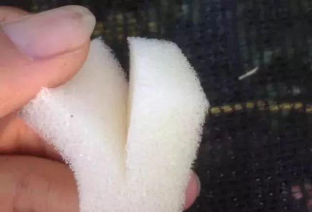 




茶花插在海绵里比红泥还管用。
扦插方法：
1、海绵切成比麻将大一点的长