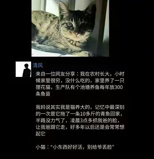 这就是猫爷