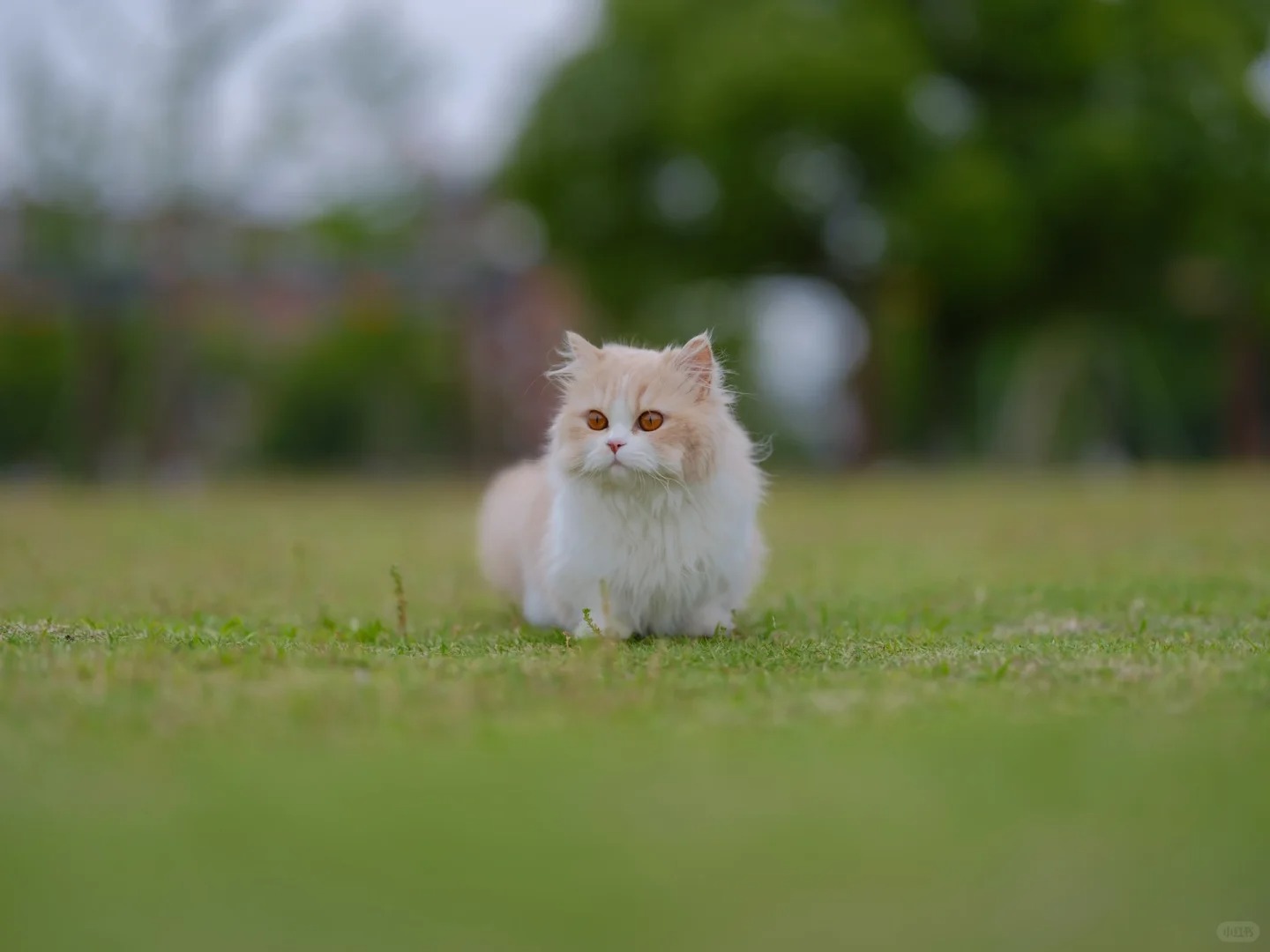 你看他好像皮卡丘
在宁大偶遇的小猫咪～
他蹲的真的好乖～