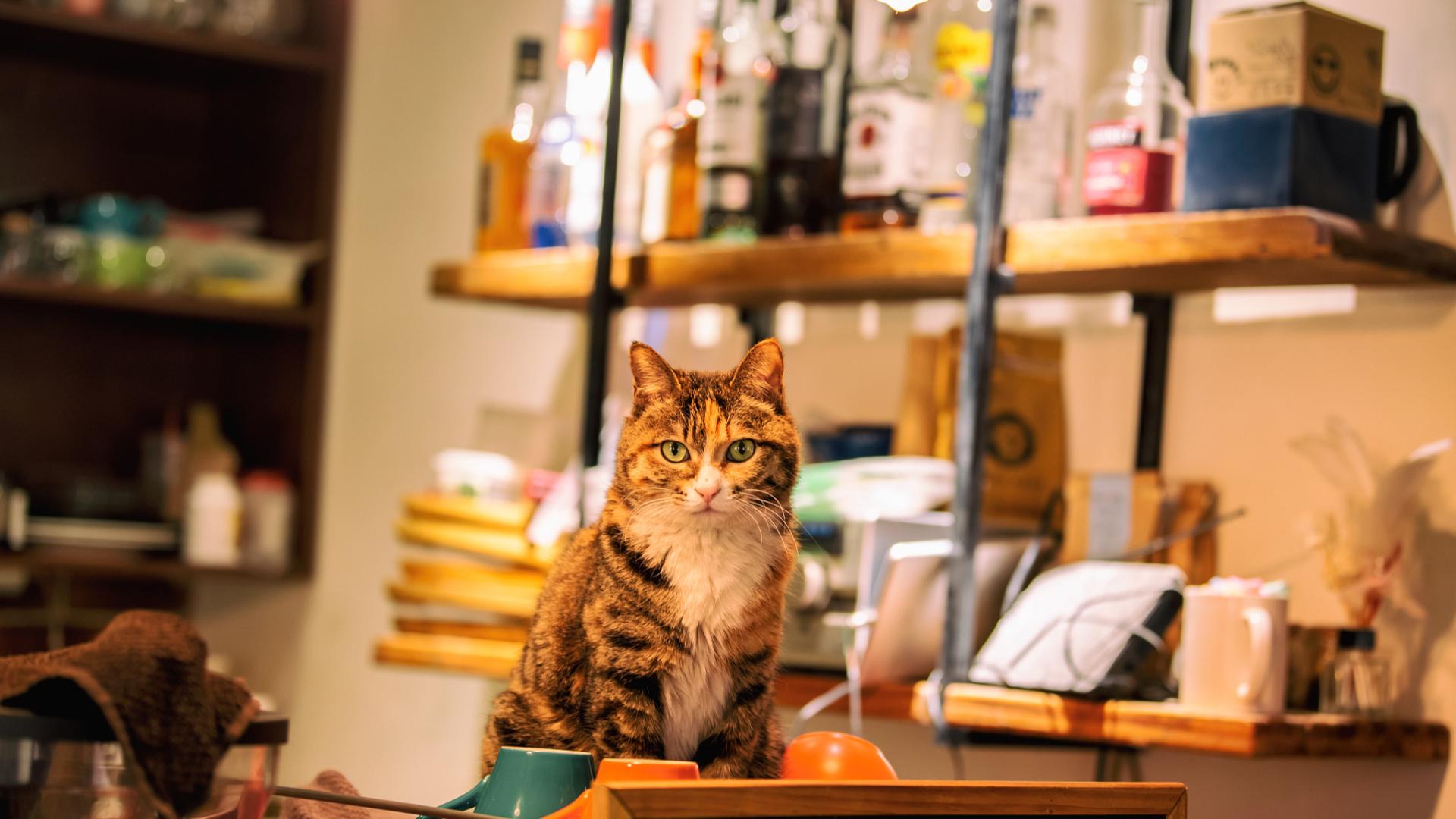 什么叫作“猫经济”？它包括哪些东西？