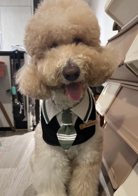 狗狗也要工作的？換上制服，开工大吉！