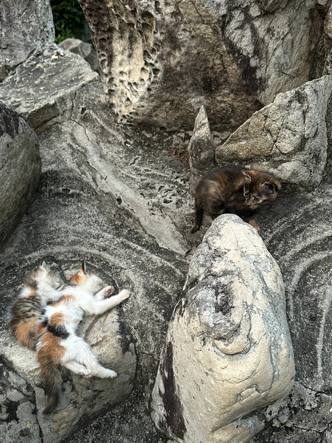 有时候觉得这个世界烂透了
关于我在公园遇到很多流浪猫！
出生的小猫很大一部分会活